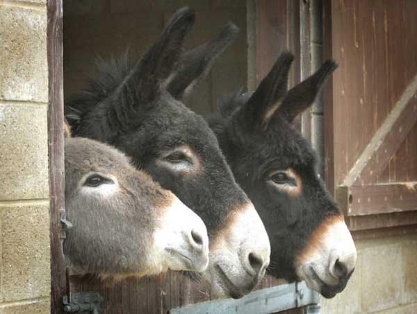 Three rescued donkeys from France