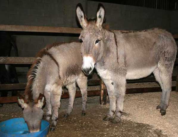 Rescued donkeys from France
