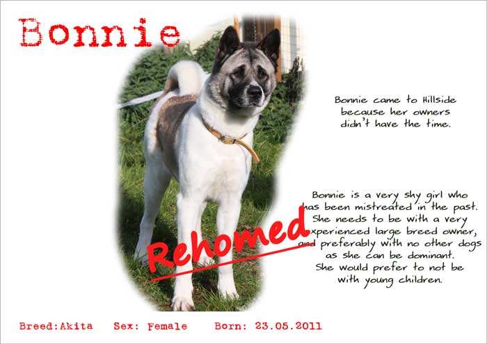 27 HQ Photos Animal Rescue Denver Norfolk / 900 Don T Shop Adopt Ideas Dog Adoption Pets Pet Adoption