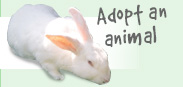 Adopt an animal