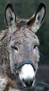 Donkey rescued from France