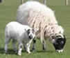 lamb and ewe