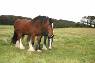 Shire Horses at West Runton